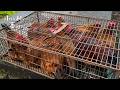 村の人が飼育困難になった廃鶏を迎え入れました#87