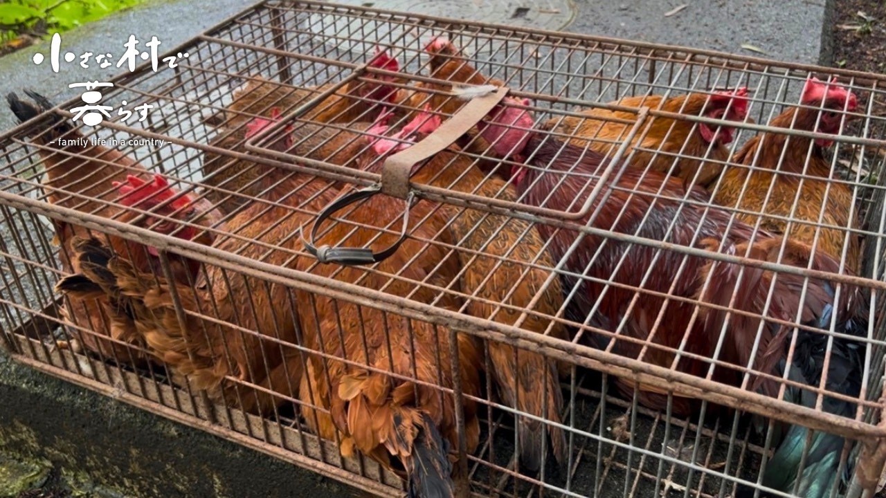 村の人が飼育困難になった廃鶏を迎え入れました#87