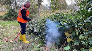 Weed control specialists share how to kill Japanese Knotweed without damaging other plants