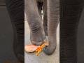 Elephant eating pumpkins  elephant eating short shorts