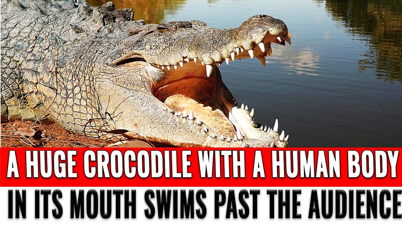 A huge crocodile with a human body in its mouth swims past the audience ...