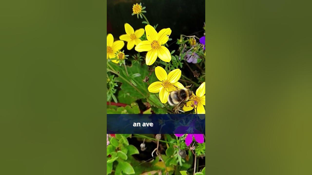 what-is-1-gram-of-honey-for-bee-shorts-bee-youtube