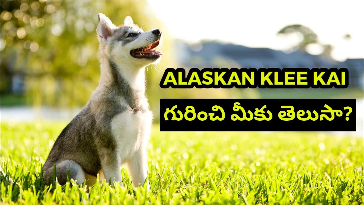 Alaskan Klee kai తెలుగులొ | Pets TV Telugu
