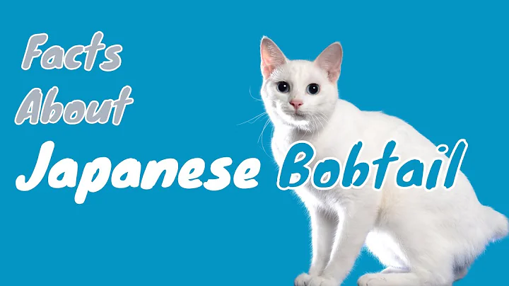 Video 1551531: japanese bobtail cat, cats entertainment amazing, funniest cutest cats, cat facts