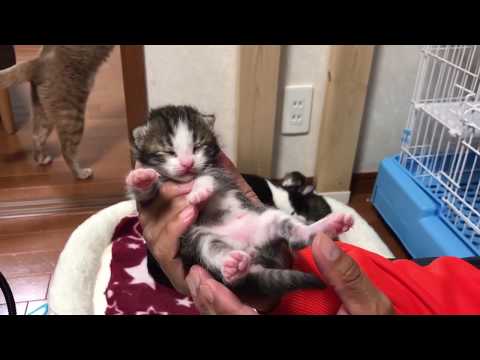 慣れない子猫の体重測定でアタフタするお父さん