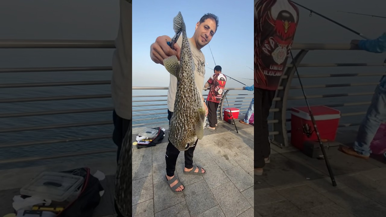 PUFFER FISH | SPIKY | RED SEA FISHING 