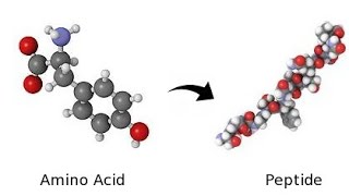 What are Peptides?