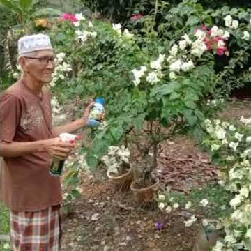 CARA NAK LEBATKAN POKOK BUNGA KERTAS!
