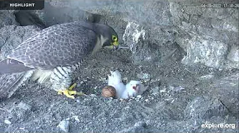 Anacapa Peregrine Falcon - Channel Islands National Park | Highlights 2024