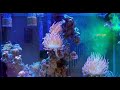 Red Sea Reef Energy AB+ - Feeding The Coral 