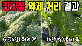 고추 진딧물, 오이 진딧물 모스피란 수화제 처리 결과 확인