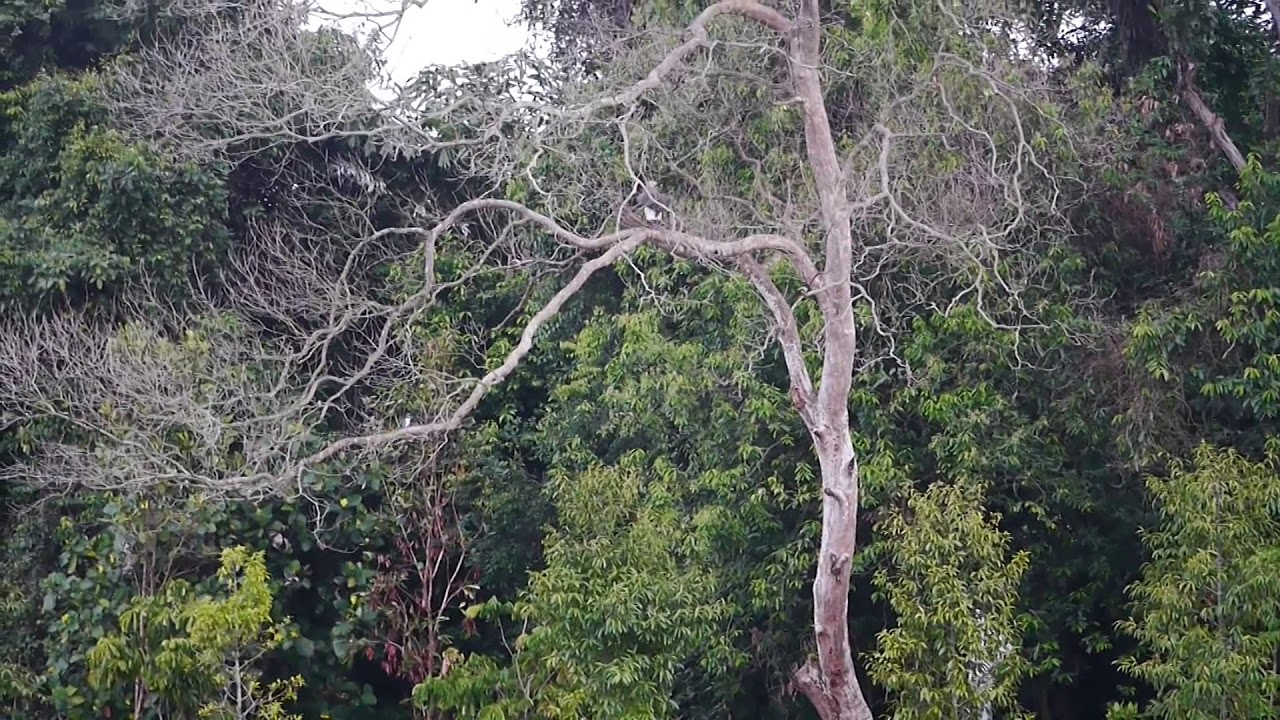 **Grey-headed Fish Eagle dive-catch fish moment _ Sungei Ulu Pandan