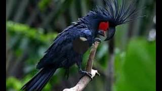 Download Lagu BEAUTIFUL OF WEST PAPUA Download Lagu BEAUTIFUL OF WEST PAPUA