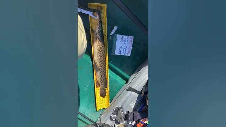 Campen Florida Gar 2021, Pescador: Daniel Valois, ...