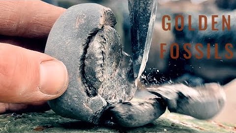 Golden Fossils Chiselled Open | Fossil Hunter