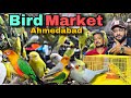 Exotic pet and bird shop market in ahmedabad  sana exotic pet shop delhi chakla ahmedabad