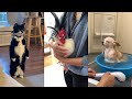 Try not to laugh  new funny cat  dog  2