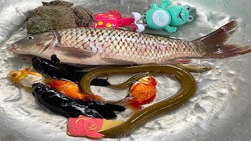 Kem Chanel cùng mèo hồng đi bắt cá được, cá chép, cá vàng, con lươn, con ếch, con rắn, đàn chó con