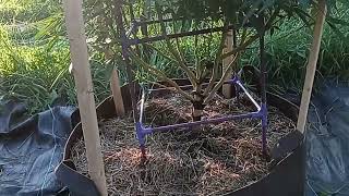 Cleaned Up Permanent Marker Clones And Other Clones