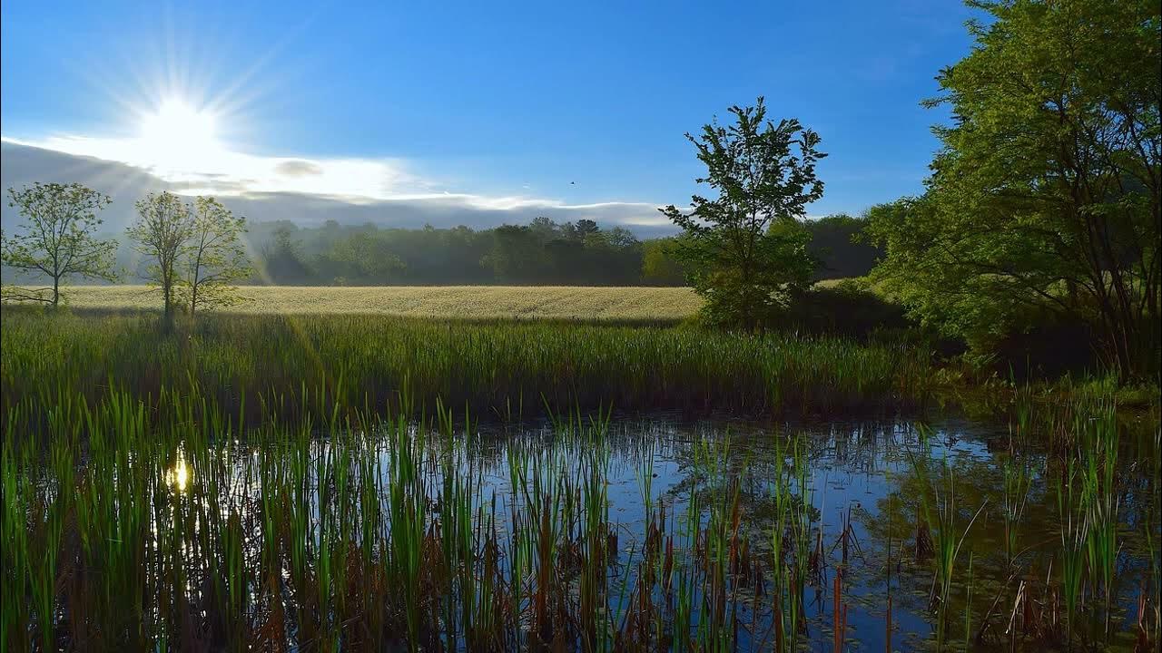 SOOTHING SYMPHONY-ASMR SOUND BIRDS AND INSECTS IN NATURE. - YouTube