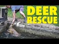 108. Can We Rescue a Drowning Deer Trapped in a Canal Lock?