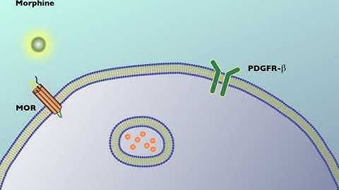 Working Of Morphine #Tolerance