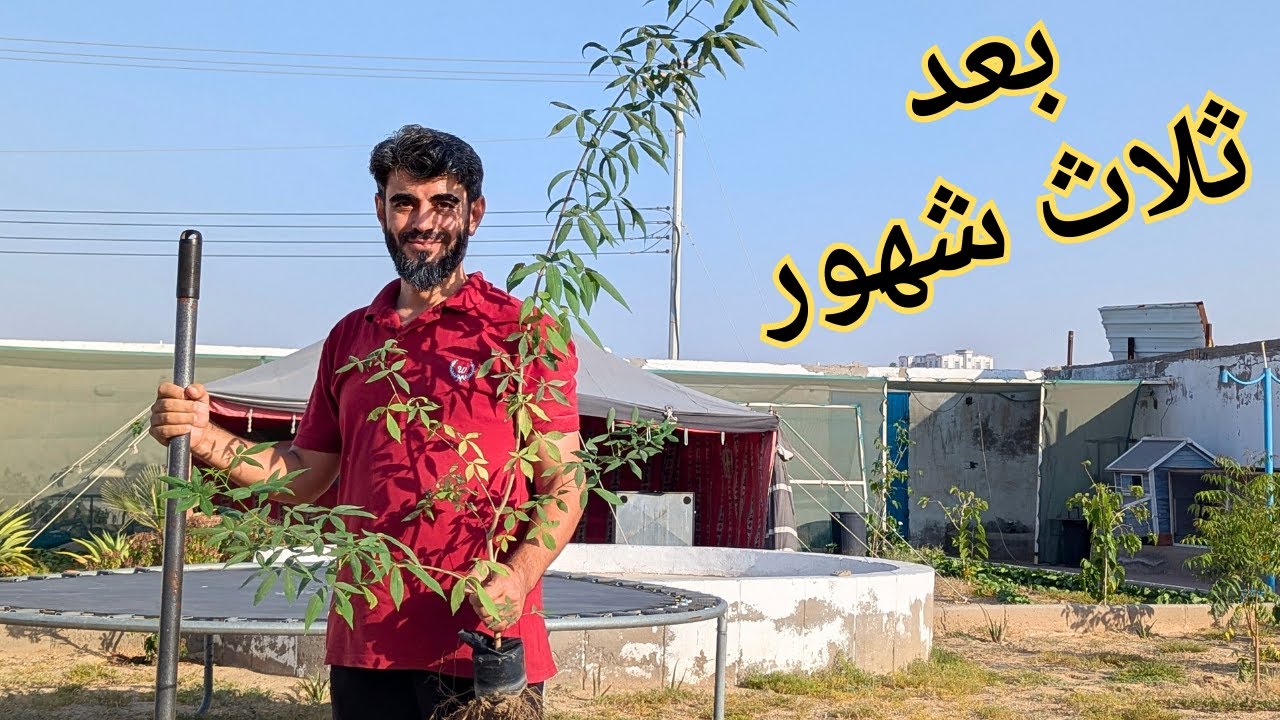 اشتريت شجرة من اربع شهور واليوم قرر ت ازرعها