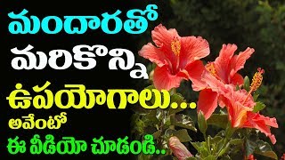 flower benefits hibiscus shoe telugu health