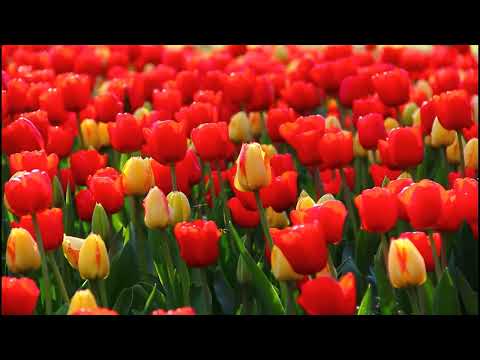 Tulip Flowers Growing 3 Easy Steps