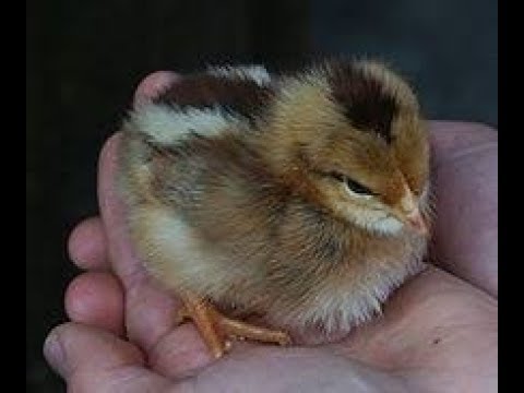 #წიწილების_#პროფილაქტიკა_გამოჩეკვის_შემდეგ დაავადებებზე|#მეფრინველეობა