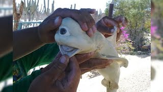 MOST RARE Albino Animals