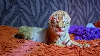 Тигрятам Одна Неделя!!/Tigers turned 1 week old!!! 4 Выпуск