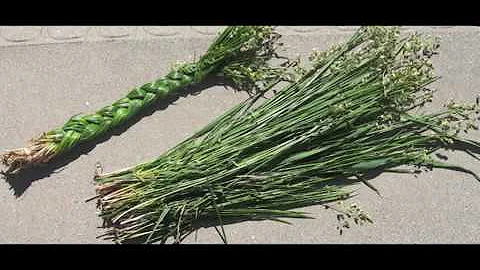 Ojibwe Word of the Day Wiingashk. ᐐᓐᑲᔥᒃ᙮  'Sweet grass.'