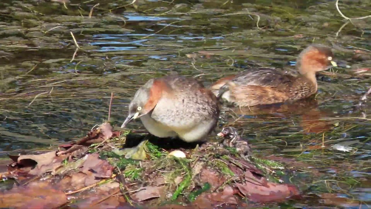 Little Grebe Chick born in winter Gulping Fish