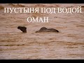 Пустыня под водой. Оман.Кадр Дня.  Катаклизмы, cataclysm