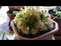 Росянка. Drosera. Содержание и уход.