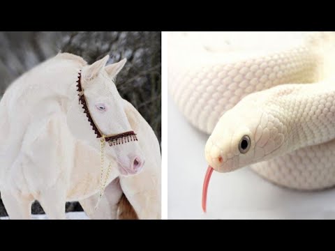Video: 11 Unvergessliches Tierlächeln