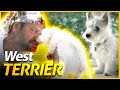 WEST HIGHLAND WHITE TERRIER, O CÃO ESCOCÊS | BAW WAW の動画、YouTube動画。