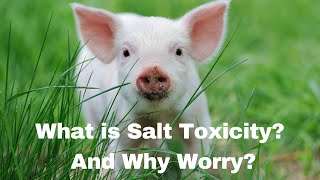 The Shocking Truth About Salt Toxicity and Your Pig by Autumn Acres Mini Pet Pigs 516 views 9 months ago 17 minutes