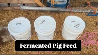 Fermented Pig Feed Easy Rotation 