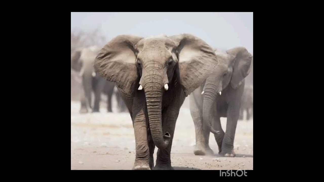 world elephant day 