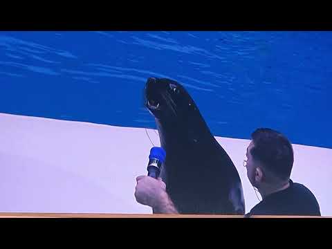 Dubai Dolphinarium#LIVE SHOW# DOLPINS # SEAL #BEST ATTRACTION#MIDDLE EAST# DUBAI