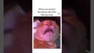 Noooo, I’m not tired #cuteanimal #cutecat #sleepy #sleepycat #meme #memefunny Noooo, I’m not tired #cuteanimal #cutecat #sleepy #sleepycat #meme #memefunny