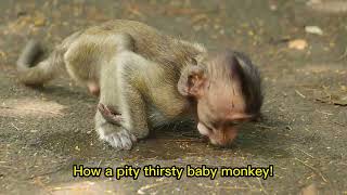 How is the poorest baby monkey! he is so thirsty!