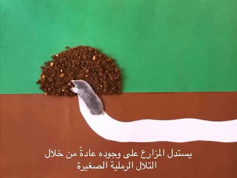 فيديو: ما الذي يجذب القنافذ - كيفية جذب القنافذ إلى الحدائق