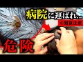 【閲覧注意】危険な虫に頭を噛まれて病院に行きました