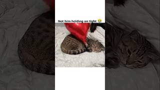 #cat #funny #subscribe #4urpage #memes #like #support #comment #love #balloon #crown