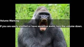 The Most Intimidating Roar; The Silverback Gorilla