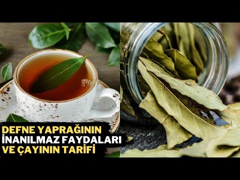 DEFNE YAPRAĞININ FAYDALARI SİZİ ŞAŞIRTACAK! - Defne Yaprağı Çayı Nasıl Yapılır?