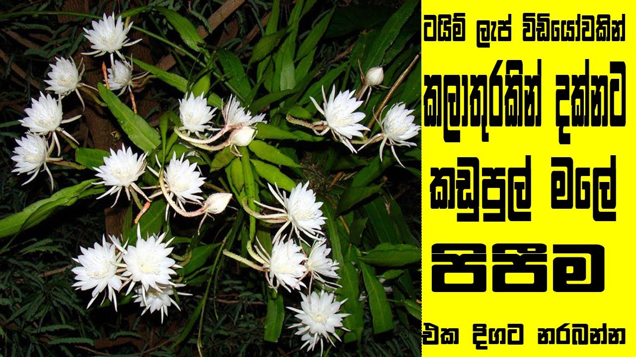 Kadupul flower timelaps YouTube